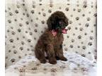 ShihPoo PUPPY FOR SALE ADN-793482 - Tug