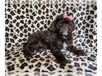ShihPoo PUPPY FOR SALE ADN-793488 - Dibby