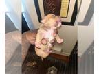 American Bully PUPPY FOR SALE ADN-793490 - American Bully Micro Pups
