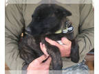 Dutch Shepherd Dog PUPPY FOR SALE ADN-793498 - Working line Dutchies
