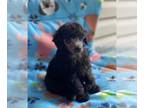 Poodle (Toy) PUPPY FOR SALE ADN-793499 - Rascal Male Toy Poodle