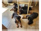 Rottweiler PUPPY FOR SALE ADN-793532 - Litter of rottweilers for sale in montana