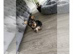 Yorkshire Terrier PUPPY FOR SALE ADN-793545 - Yorkie puppy