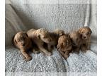 Goldendoodle PUPPY FOR SALE ADN-793556 - Goldendoodle Puppies