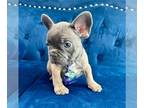 French Bulldog PUPPY FOR SALE ADN-793559 - BLUE FAWN CUTIE