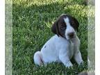 German Shorthaired Pointer PUPPY FOR SALE ADN-793590 - German Short haired