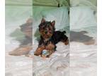 Yorkshire Terrier PUPPY FOR SALE ADN-793592 - LA MASSCOTTE