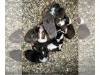 Shetland Sheepdog PUPPY FOR SALE ADN-793601 - Sheltie puppies
