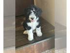 Aussiedoodle PUPPY FOR SALE ADN-793602 - Home raised Aussiedoodle