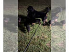 Rottweiler PUPPY FOR SALE ADN-793670 - Serbian Imported Sire and Dam