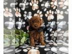 Poodle (Toy) PUPPY FOR SALE ADN-793674 - Adorable Toy Poodle Puppy