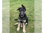 German Shepherd Dog PUPPY FOR SALE ADN-793678 - Beautiful Purebred German
