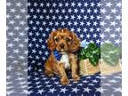 Cavalier King Charles Spaniel PUPPY FOR SALE ADN-793689 - AKC Reg Cavalier Puppy