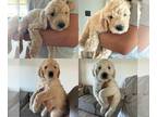 Goldendoodle PUPPY FOR SALE ADN-793695 - Goldendoodles puppies for sale