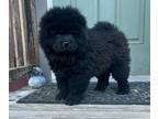 Chow Chow PUPPY FOR SALE ADN-793696 - Chow Chow