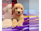 Poodle (Standard) PUPPY FOR SALE ADN-793697 - standard poodle puppies
