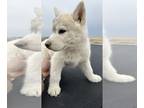 Siberian Husky DOG FOR ADOPTION ADN-793588 - Puppy for adoption