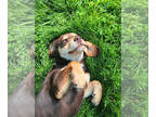 English Setter-Labloodhound Mix DOG FOR ADOPTION ADN-793516 - Labrador Mix Pup