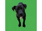 Adopt TUSC-Stray-tu4132 a Pit Bull Terrier