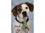 Adopt Jack a Beagle, Shepherd
