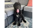 Adopt Marley a Standard Poodle, Black Labrador Retriever