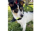 Adopt Farley a Jack Russell Terrier