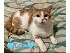Adopt Loki, Levittown PetSmart (FCID 04/30/24-122) a Tabby