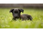 Adopt Jana litter - Leland (yellow collar) a German Shepherd Dog