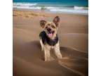 Adopt Jake a Yorkshire Terrier