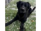 Adopt Jax a Black Labrador Retriever