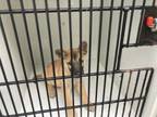 Adopt Dunk - ADOPTED a German Shepherd Dog, Mixed Breed