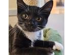Adopt Saucy Jack a Domestic Short Hair