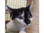 Adopt St. Jimmy a Domestic Short Hair