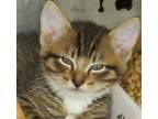 Adopt Squirt a Tabby, Extra-Toes Cat / Hemingway Polydactyl