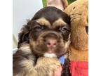 Cocker Spaniel Puppy for sale in Bethesda, MD, USA