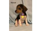 Adopt Marcel a Beagle