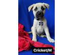 Adopt Cricket a Cairn Terrier