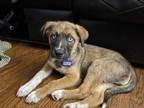 Adopt Woodrow - PENDING a Australian Shepherd, Labrador Retriever