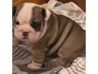 Bulldog Puppy for sale in Grovespring, MO, USA