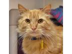 Adopt Buttons FIV+ a Domestic Long Hair