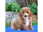 Mutt Puppy for sale in Queens, NY, USA