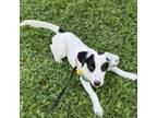 Adopt Zoro a Border Collie, Treeing Walker Coonhound