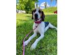 Adopt Ricky a Treeing Walker Coonhound