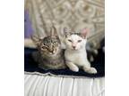 Adopt Fred, George, and Sneakers a Domestic Short Hair