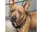 Adopt Nico a Pit Bull Terrier