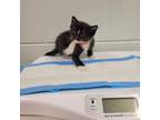 Adopt Red Rover a Domestic Short Hair
