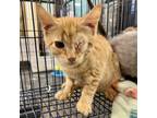 Adopt Sunkissed a Tabby, Domestic Short Hair
