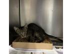 Adopt Busy Bee / 0769 a Domestic Short Hair