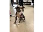 Adopt compton a Pit Bull Terrier, Mixed Breed