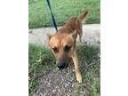 Adopt 56047682 a Terrier, Mixed Breed